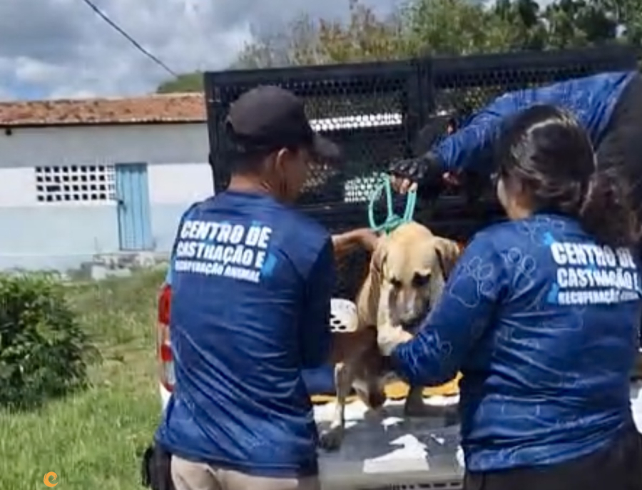 Prefeitura de Patos amplia castração de cães machos para conter ataques e controlar população de rua